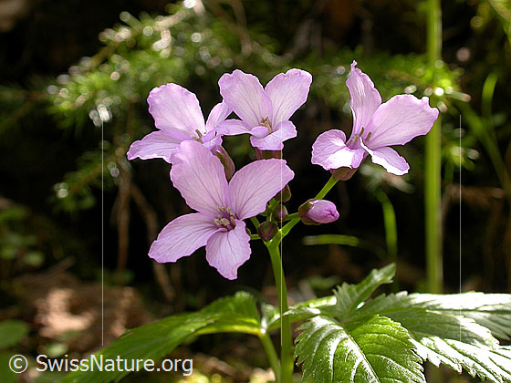 Foto: Fingerblättriger Zahnwurz (Cardamine pentaphyllos). Blüten.
Lat.: Cardamine pentaphyllos
Familie: Brassicaceae (Kreuzblütler)
Gattung: Cardamine