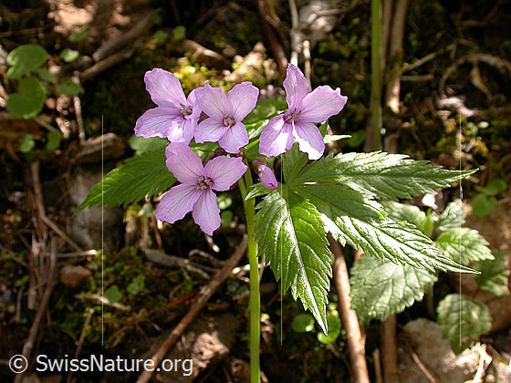 Foto: Fingerblättriger Zahnwurz (Cardamine pentaphyllos). Blüten, Blätter und Stängel.
Lat.: Cardamine pentaphyllos
Familie: Brassicaceae (Kreuzblütler)
Gattung: Cardamine