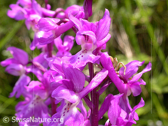 Foto: Männliches Knabenkraut, Blüte
Lat.: Orchis mascula
Familie: Orchidaceae