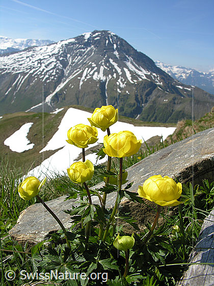 Foto: Ankebälli auf dem Gipfel des Rauflihorn. Im Hintergrund das Albristhorn.
Europäische Trollblume
Lat.: Trollius europaeus