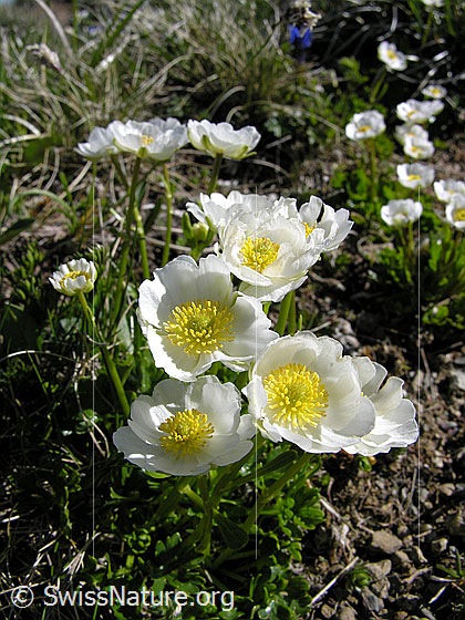 Foto: Alpen-Hahnenfuss
Lat.: Ranunculus alpestris
Familie: Ranunculaceae (Hahnenfussgewächse)
