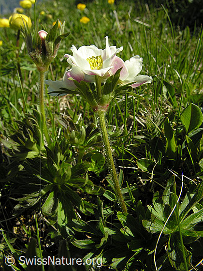 Photo: Anemone narcissiflora. Whole plant (habiti).
Lat.: Anemone narcissiflora
Family: Ranunculaceae
Genus: Anemone