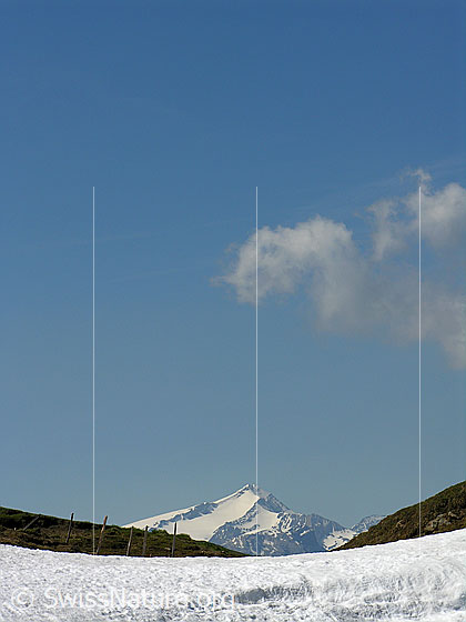 Foto: Grimmi Furggi: Blick zum Wildhorn.