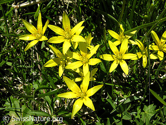 Foto: Grimmi
Röhriger Gelbstern
Lat.: Gagea fistulosa
Familie: Liliengewächse
Familie: Violacea