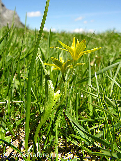 Foto: Grimmi
Röhriger Gelbstern
Lat.: Gagea fistulosa
Familie: Liliengewächse
Familie: Violacea