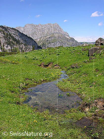 Foto: Klarer Bergbach auf Grimmi. Im Hintergrund das Seehore.