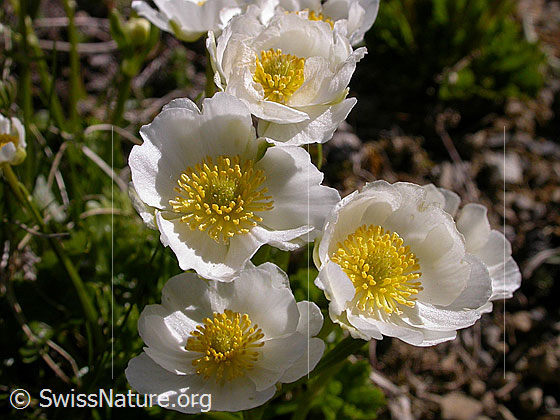 Foto: Alpen-Hahnenfuss
Lat.: Ranunculus alpestris
Familie: Ranunculaceae (Hahnenfussgewächse)