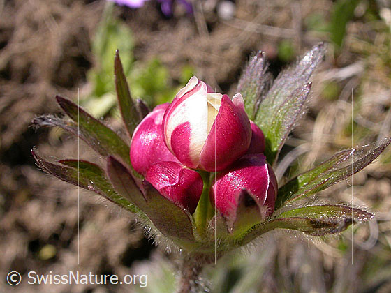 Foto: Narzissenblütige Anemone (Anemone narcissiflora). Blüten.
Lat.: Anemone narcissiflora
Familie: Ranunculaceae (Hahnenfussgewächse)
Gattung: Anemone (Windröschen)