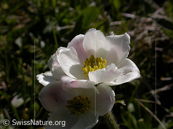 Photo: Anemone narcissiflora. Blossoms.
Lat.: Anemone narcissiflora
Family: Ranunculaceae
Genus: Anemone
