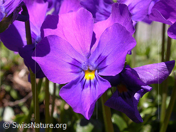 Foto: Langsporniges Stiefmütterchen, Blüte
Lat.: Viola calcarate
Familie: Violacea