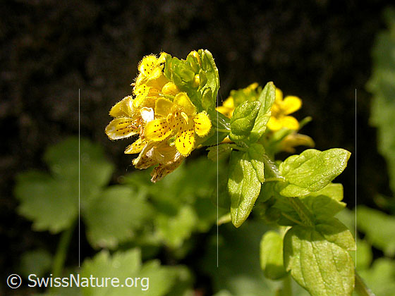 Foto: Tozzie (Tozzia alpina). Blüten und Blätter.
Lat.: Tozzia alpina
Familie: Orobanchaceae (Sommerwurzgewächse)
Gattung: Tozzia
