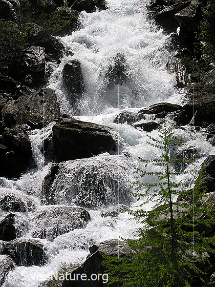 Foto: Sprudelnder Mässerbach zwischen Felsblöcken. Im Vordergrund steht eine junge Lärche.