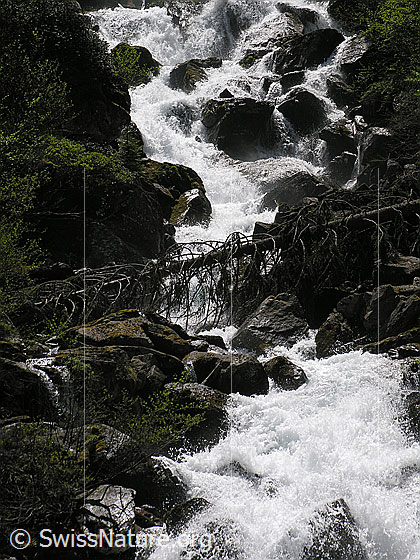 Foto: Sprudelnder Mässerbach mit Treibholz.