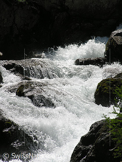 Foto: Tosender und schäumender Mässerbach während der Schneeschmelze (Ausschnitt).