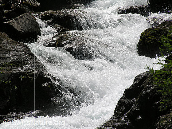 Foto: Tosender Mässerbach während der Schneeschmelze. Der Bergbach ergiesst sich schäumend zwischen Felsen talwärts (Ausschnitt).
