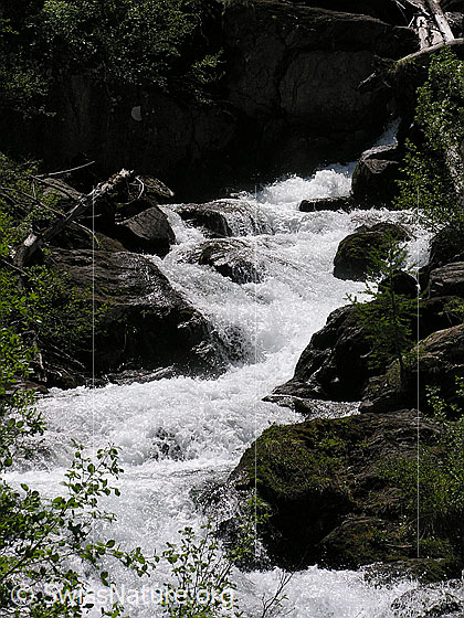Foto: Tosender Mässerbach während der Schneeschmelze. Der Bergbach ergiesst sich schäumend zwischen Felsen talwärts (Ausschnitt).