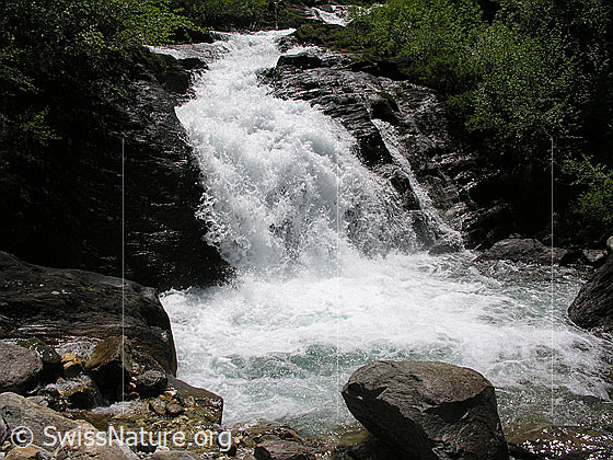 Foto: Tosender Wasserfalll im Mässerbach bei Schneeschmelze. Im darunterliegenden Becken schäumt das Wasser auf. Im Vordergrund ist ein grosser Felsblock zu sehen.
