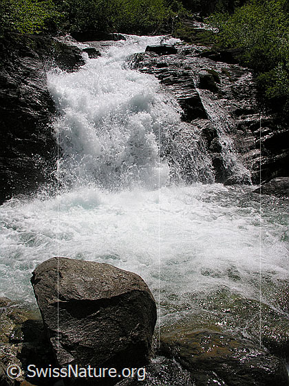 Foto: Tosender Wasserfalll im Mässerbach bei Schneeschmelze. Im darunterliegenden Becken schäumt das Wasser auf. Im Vordergrund ist ein grosser Felsblock zu sehen.
