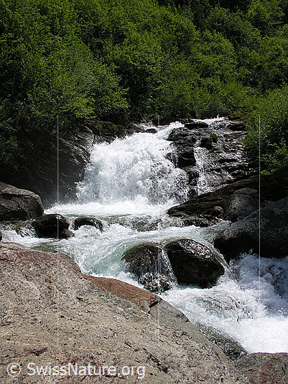 Foto: Schäumender Mässerbach mit tosendem Wasserfall bei Schneeschmelze in grüner Umgebung und mit Fels im Vordergrund.