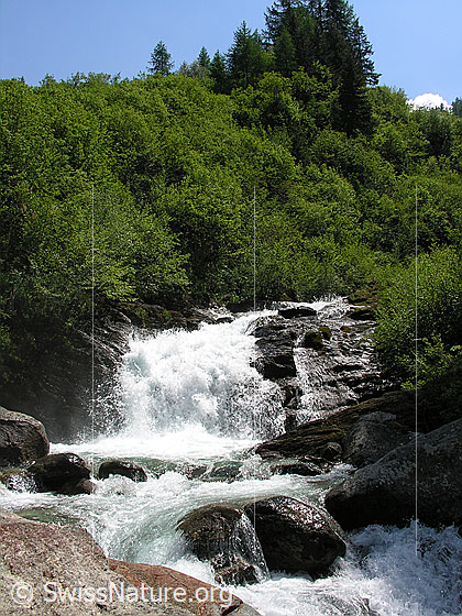 Foto: Schäumender Mässerbach mit tosendem Wasserfall bei Schneeschmelze in grüner Umgebung und mit Fels im Vordergrund.