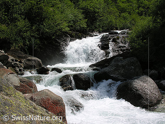 Foto: Schäumender Mässerbach mit tosendem Wasserfall bei Schneeschmelze. Grosse Felsblöcke säumen das Ufer des Bergbachs und die Umgebung ist bereits grün.