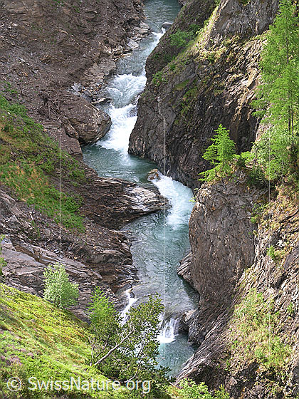 Foto: Blick in die tief eingeschnittene Twingischlucht. Darin verläuft die Binna. Die steilen Hänge der Schlucht sind mit Lärchen in zartem Grün bewachsen.