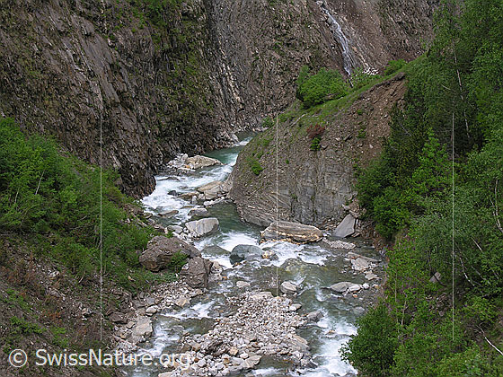 Foto: Blick in die Twingischlucht mit Binna, Felsblöcken und bewachsenen Steilhängen.