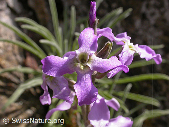 Photo: Matthiola valesiaca. Blossoms.