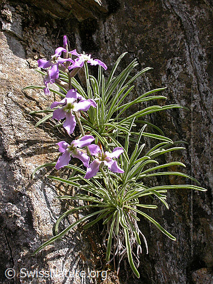 Photo: Matthiola valesiaca. Whole plant (habit).