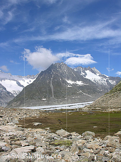 Foto: Blick über Ebene mit Geröll, Gras und Wasserläufen zum Märjelesee und Aletschgletscher. Im Hintergrund sind Olmenhorn und Dreieckhorn zu sehen.