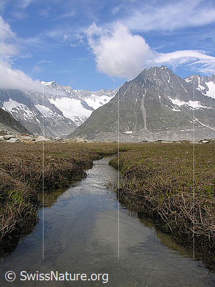 Foto: Ein Wasserlauf beim Märjelesee führt Richtung Olmenhorn. Der Himmel ist leicht bewölkt.