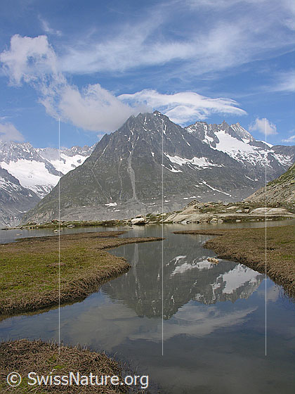 Foto: Olmenhorn und Dreieckhorn bei leichter Bewölkung spiegeln sich in einem Wasserlauf, welcher in den Märjelesee mündet.