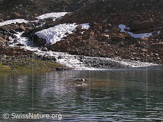 Foto: Einmündung eines Bergbachs in den Zantmärjelesee. Im Hintergrud sind Schneefelder und eine Geröllhalde mit rötlichem Gestein zu sehen.