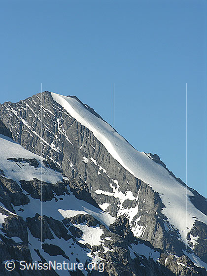 Foto: Fründenhorn. Über den Firnrücken verläuft die Normalroute. Div. Seilschaften befinden sich im Auf- oder Abstieg.