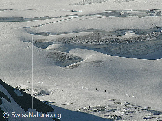 Foto: Alpinisten unterwegs auf dem Blüemlisalpgletscher.