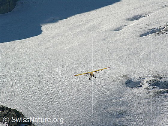 Foto: Gletscherflugzeug im Landeanflug auf den Blüemlisalpgletscher
