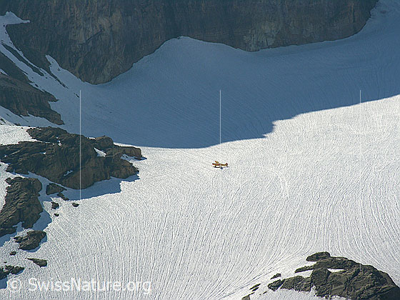 Foto: Landung geglückt: Gletscherflugzeugauf dem Blüemlisalpgletscher