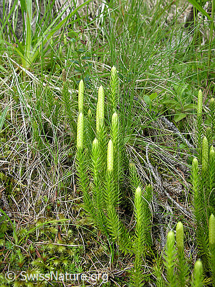 Foto: Bärlapp Lat.: Diphasiastrum Familie: Lycopodiaceae