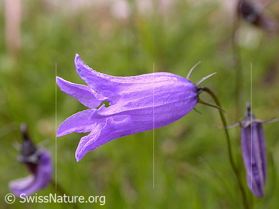 Foto: Ausgeschnittene Glockenblume, Blüte
Lat.: Campanula excisa 
Familie: Campanulaceae (Glockenblumengewächse)