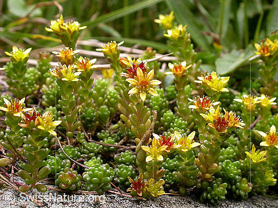 Alpen-Mauerpfeffer (Sedum alpestre)