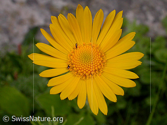 Foto: Clusius Gemswurz, Blüte 
Lat.: Doronicum clusii 
Familie: Asteraceae