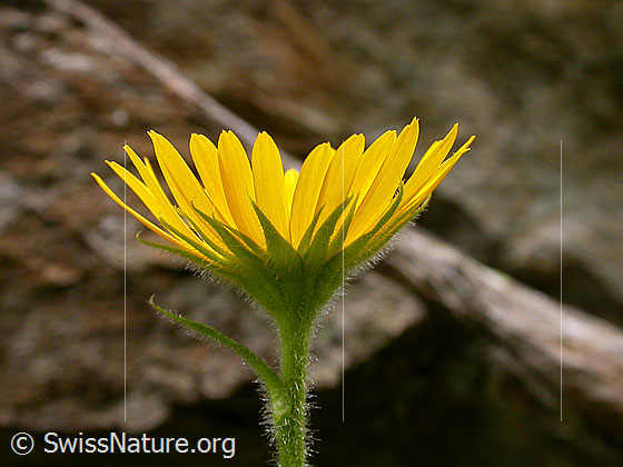 Foto: Clusius Gemswurz, Blüte 
Lat.: Doronicum clusii 
Familie: Asteraceae