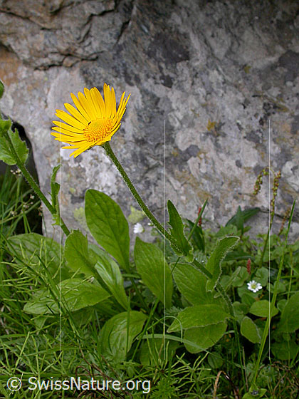 Foto: Clusius Gemswurz 
Lat.: Doronicum clusii 
Familie: Asteraceae