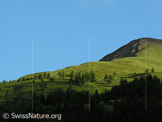 Foto: Morgenstimmung am kleinen Fülhorn mit blauem Himmel, hellem Grün der Alpwiesen und Licht und Schatten an der Waldgrenze.