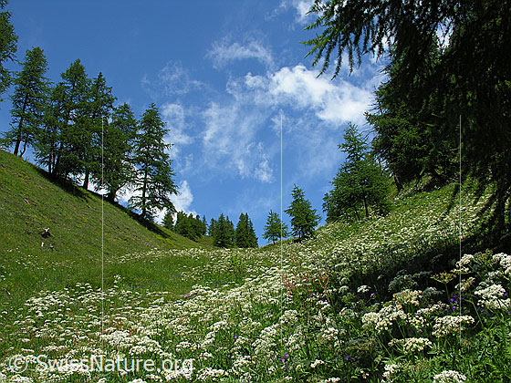 Foto: Blühende Bergwiese in kleinem Tal und lichtem Lärchenwald an der Gratkante. Am blauen Himmel sind wenige weisse Wolken zu sehen.