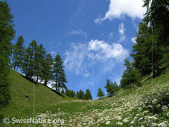 Foto: Blühende Bergwiese in kleinem Tal und lichtem Lärchenwald an der Gratkante. Am blauen Himmel sind wenige weisse Wolken zu sehen.