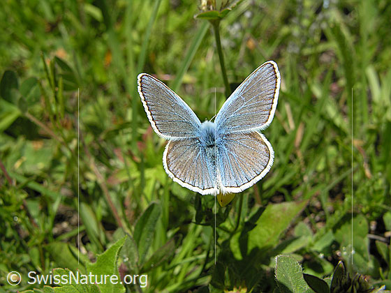 Foto: Bläuling mit geöffneten Flügeln. Ansicht von oben.