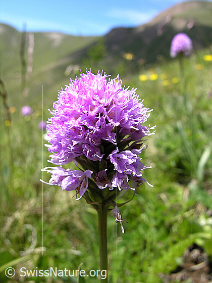 Foto: Kugelorchis (Traunsteinera globosa). Blütenstand.