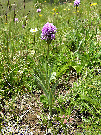 Foto: Kugelorchis (Traunsteinera globosa). Ganze Pflanze (Habitus).