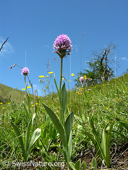 Foto: Kugelorchis (Traunsteinera globosa). Ganze Pflanze (Habitus).